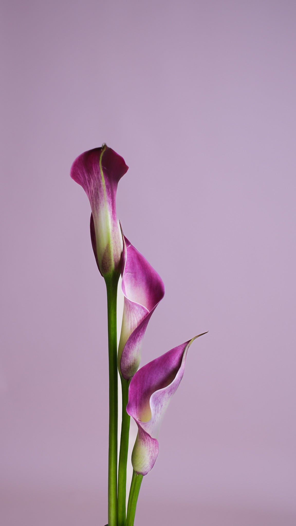 3 purple calla lilies by Flower Icon