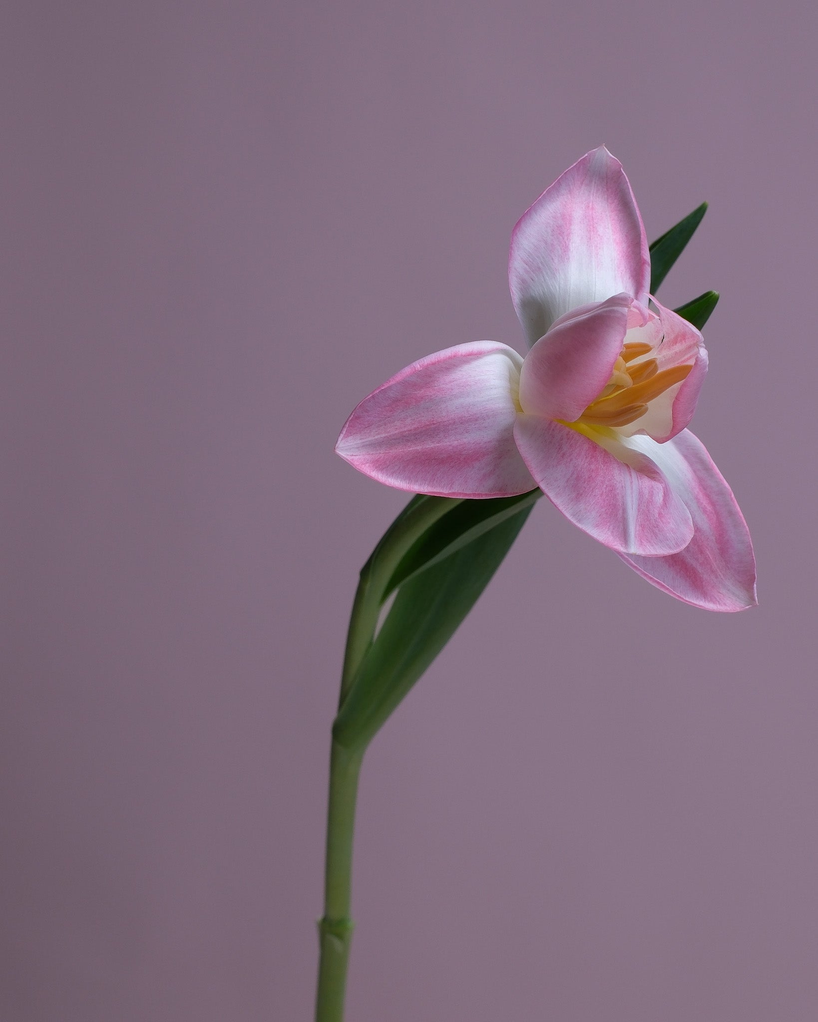 Mother's Day Gift Guide: Personalized Floral Experiences for Every Maternal Figure