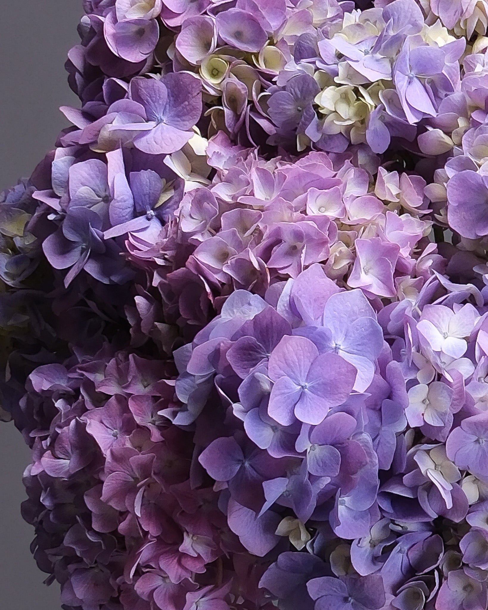 Purple Hydrangeas Bouquet