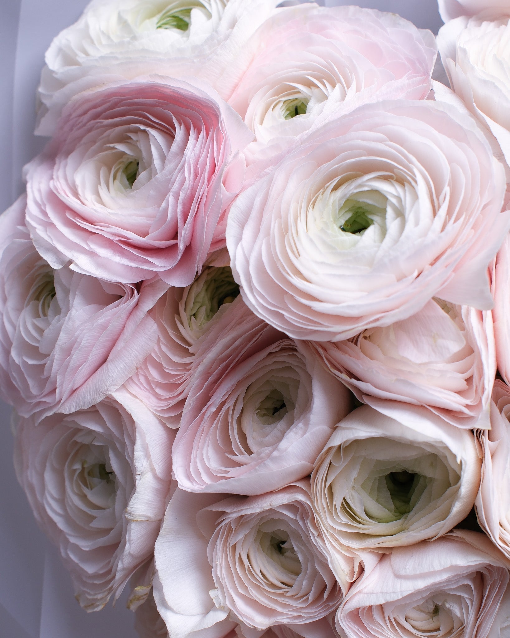 Ranunculus bouquet guide: varieties, colors, care, and why florists love them