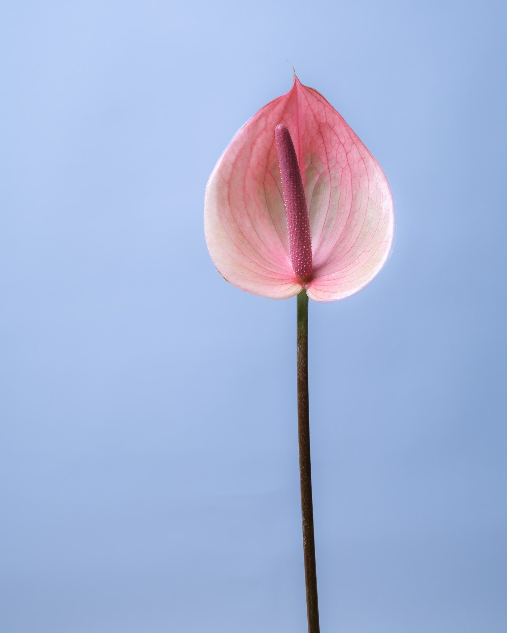 Flowers for Him: Bouquets Men Actually Love