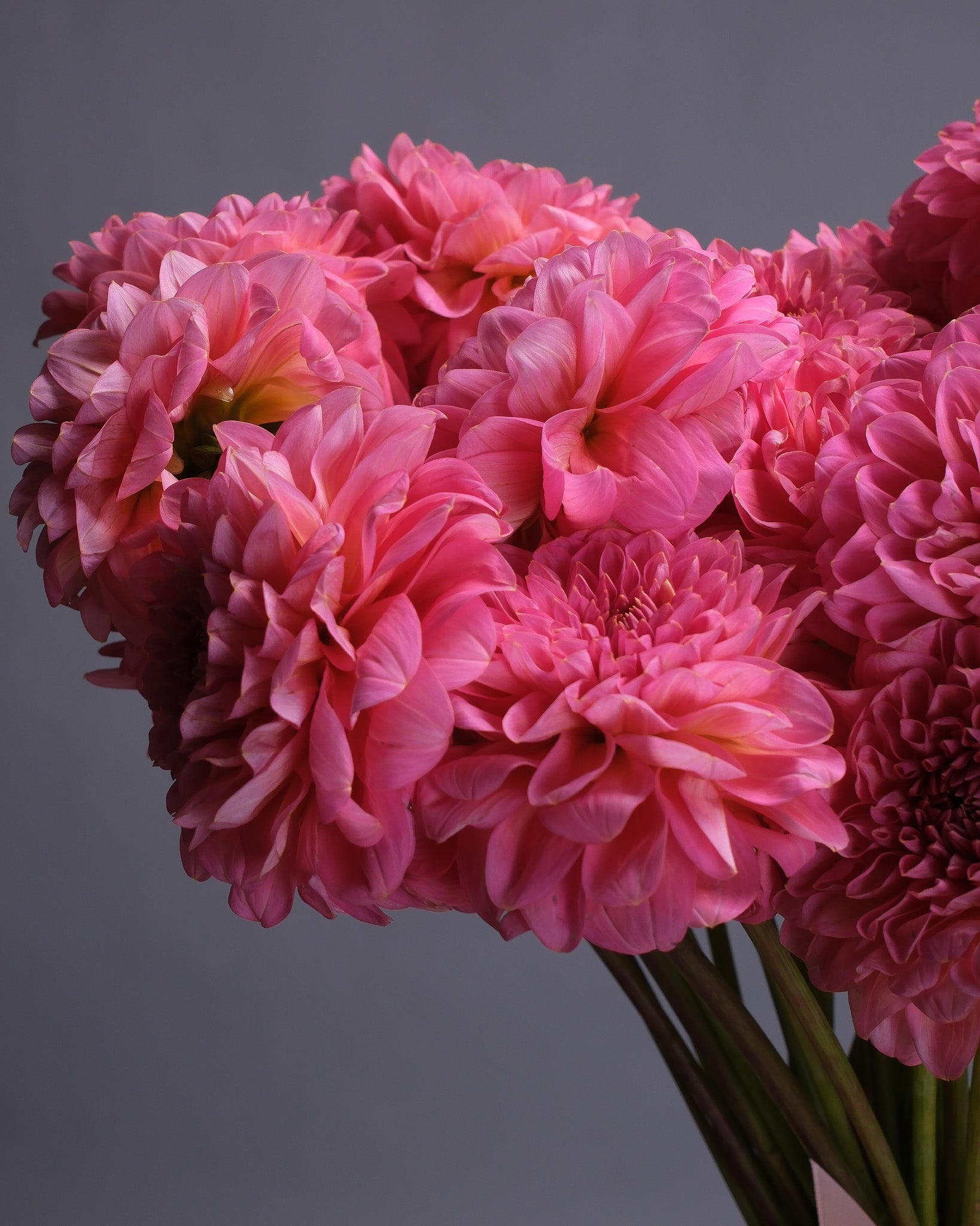 Dahlias Bouquet