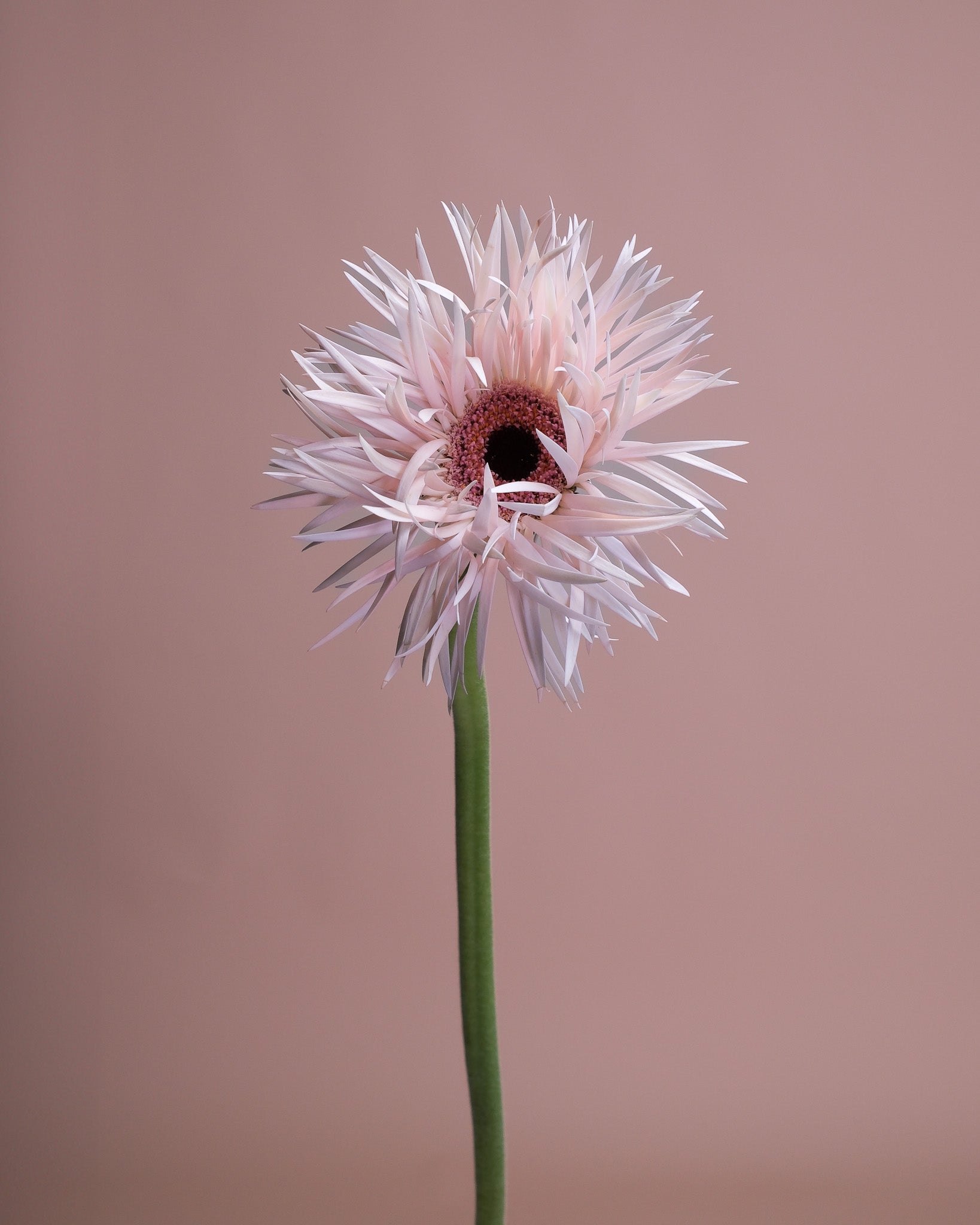 Flower Bouquets 101: Styles, Meanings, and Gifting Tips
