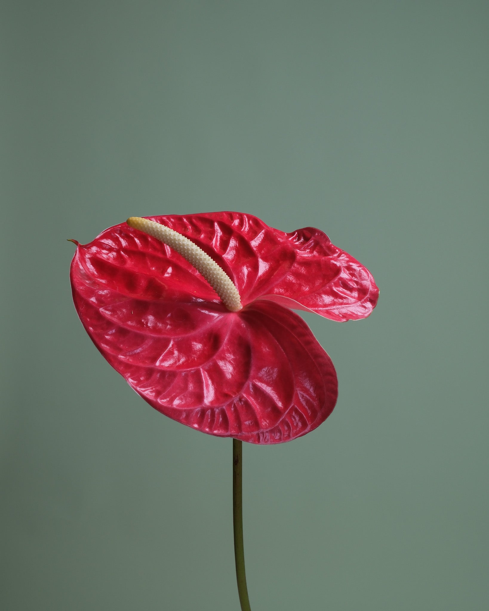 Red Anthurium 