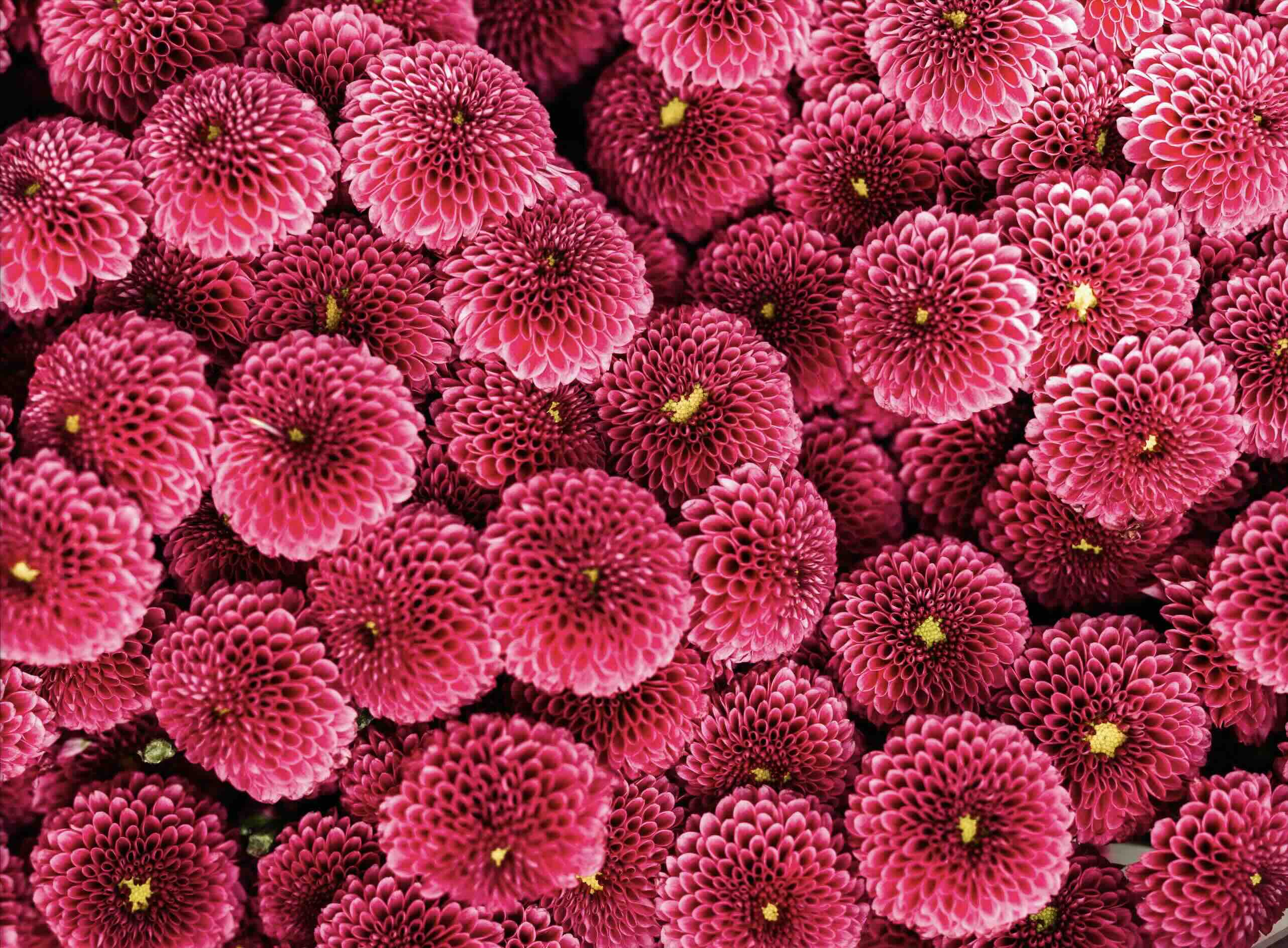 Send Flowers Online: Easy & Fast Gifting for Any Celebration