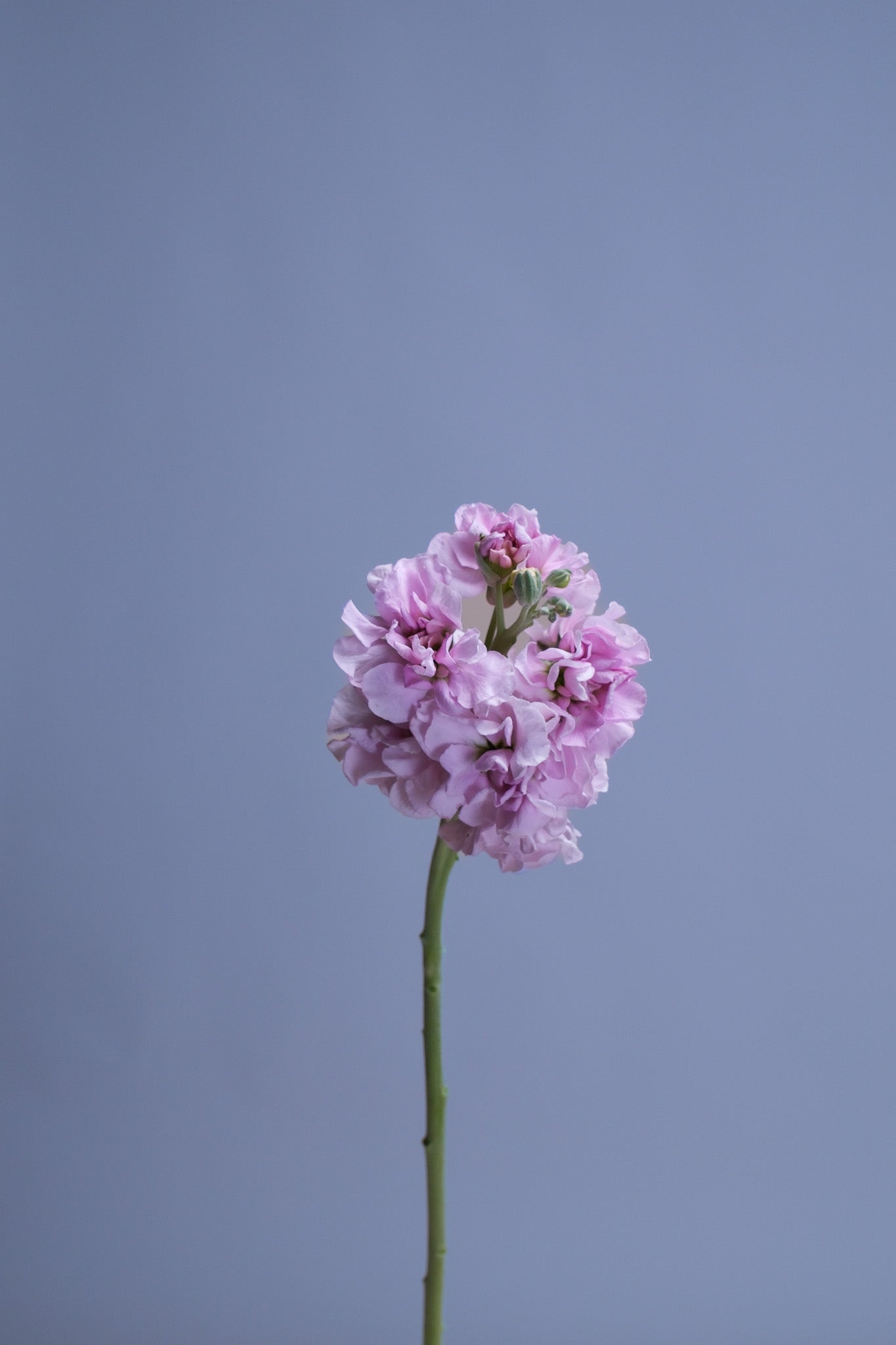 Stock Flower