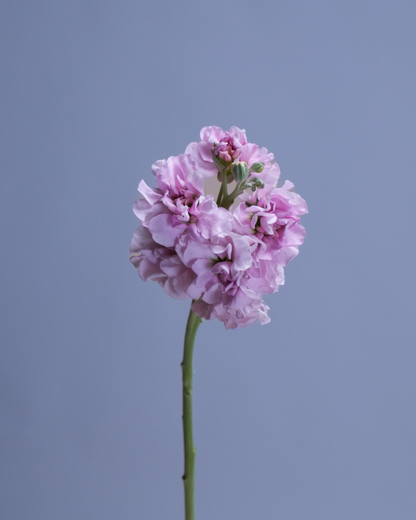 Stock Flowers (Matthiola): Meanings, Varieties, and How to Use Them in Bouquets