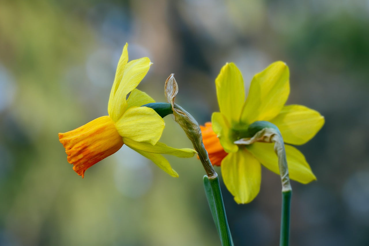 Daffodils_Flower Delivery in San Francisco 