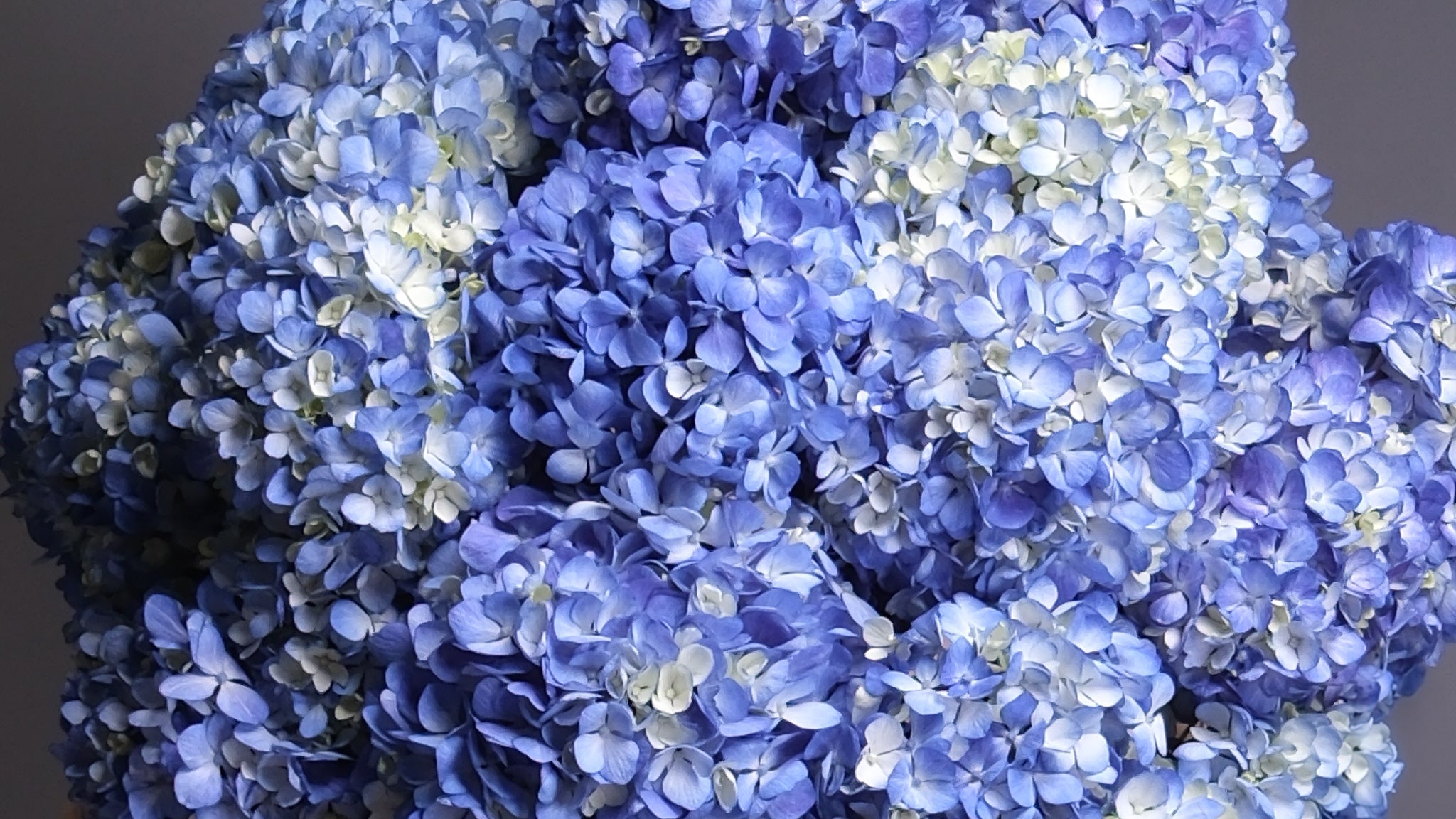 Blue Flowers
