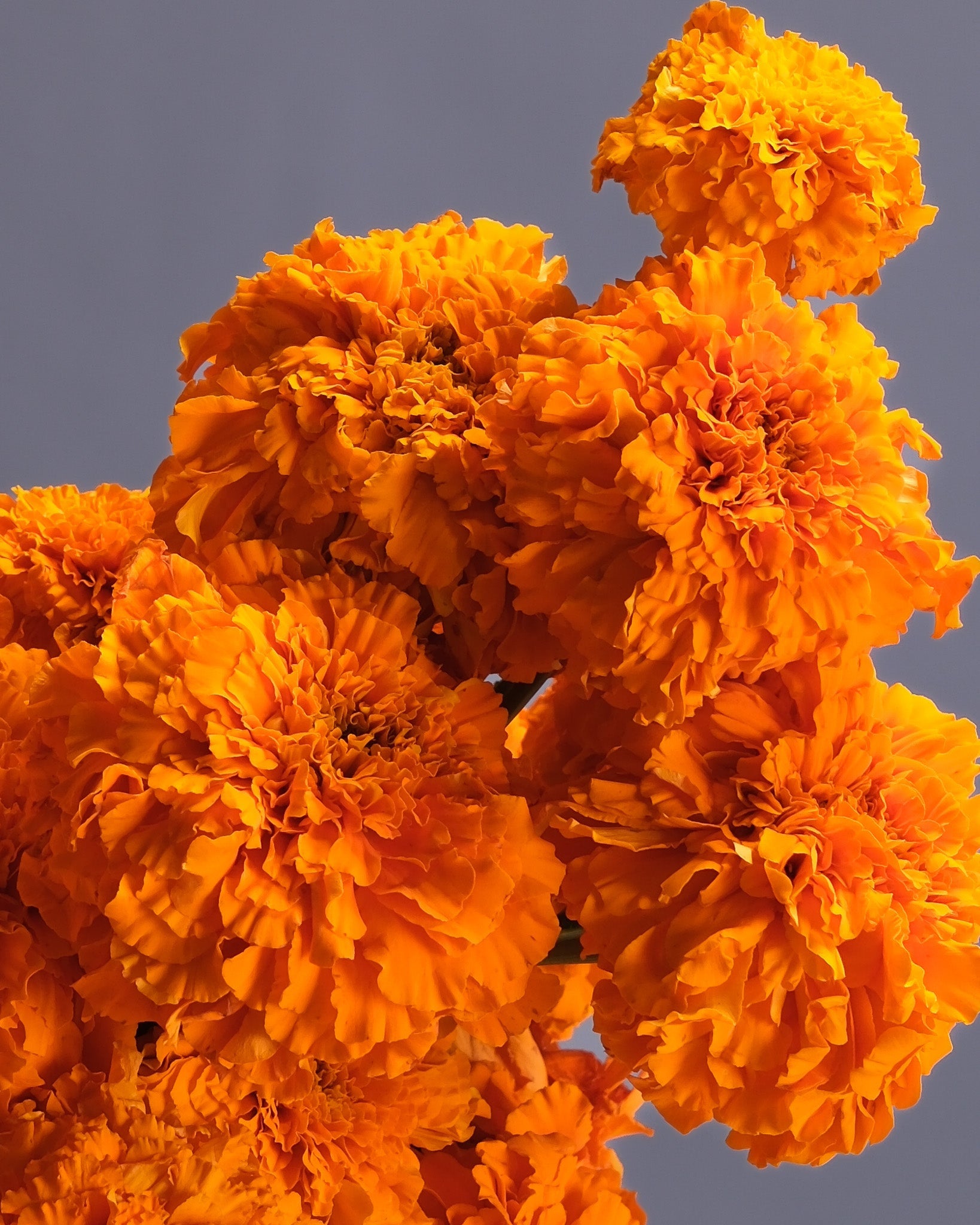 Marigold Flowers