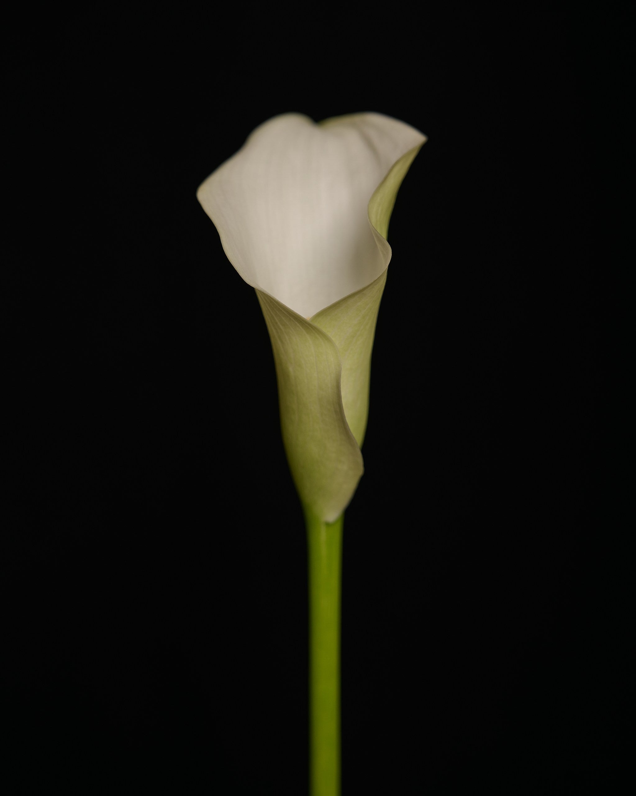 Beautiful floral arrangements available for fast same-day delivery.