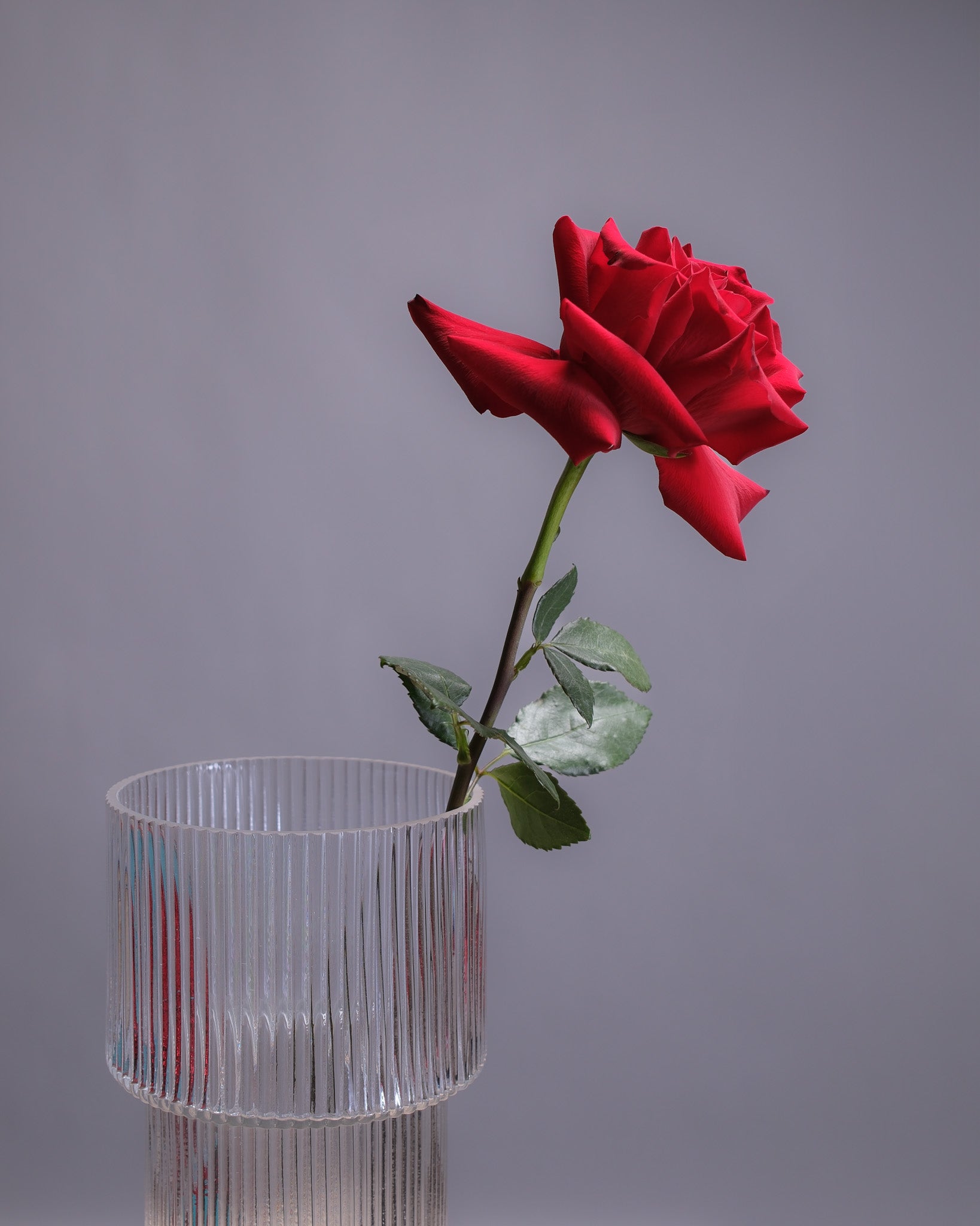 Red rose in a clear glass vase against a gray background