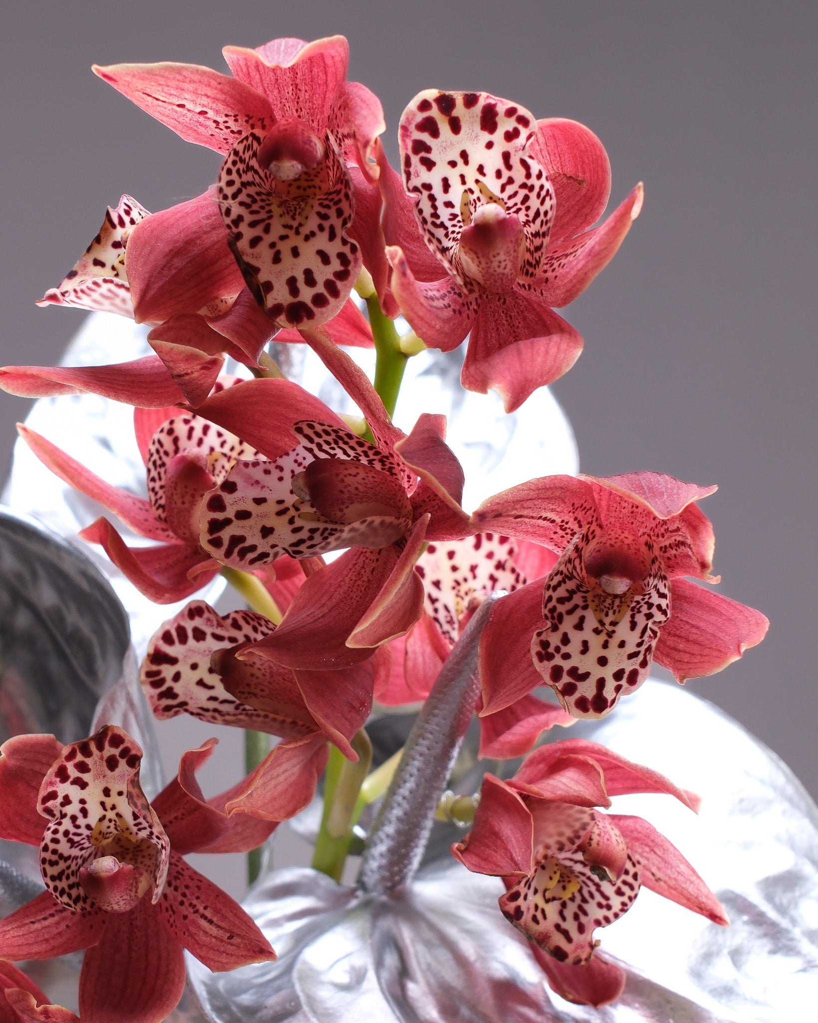 Coral Cymbidium Orchid & Silver Anthurium Bridal Bouquet & Boutonniere