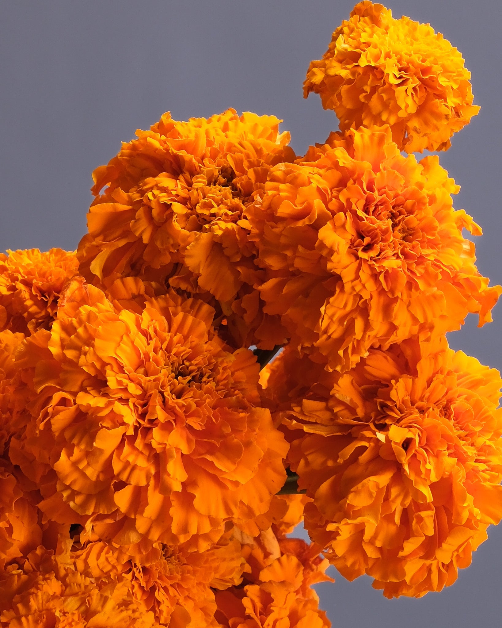 Modern Marigold Flowers Arrangement