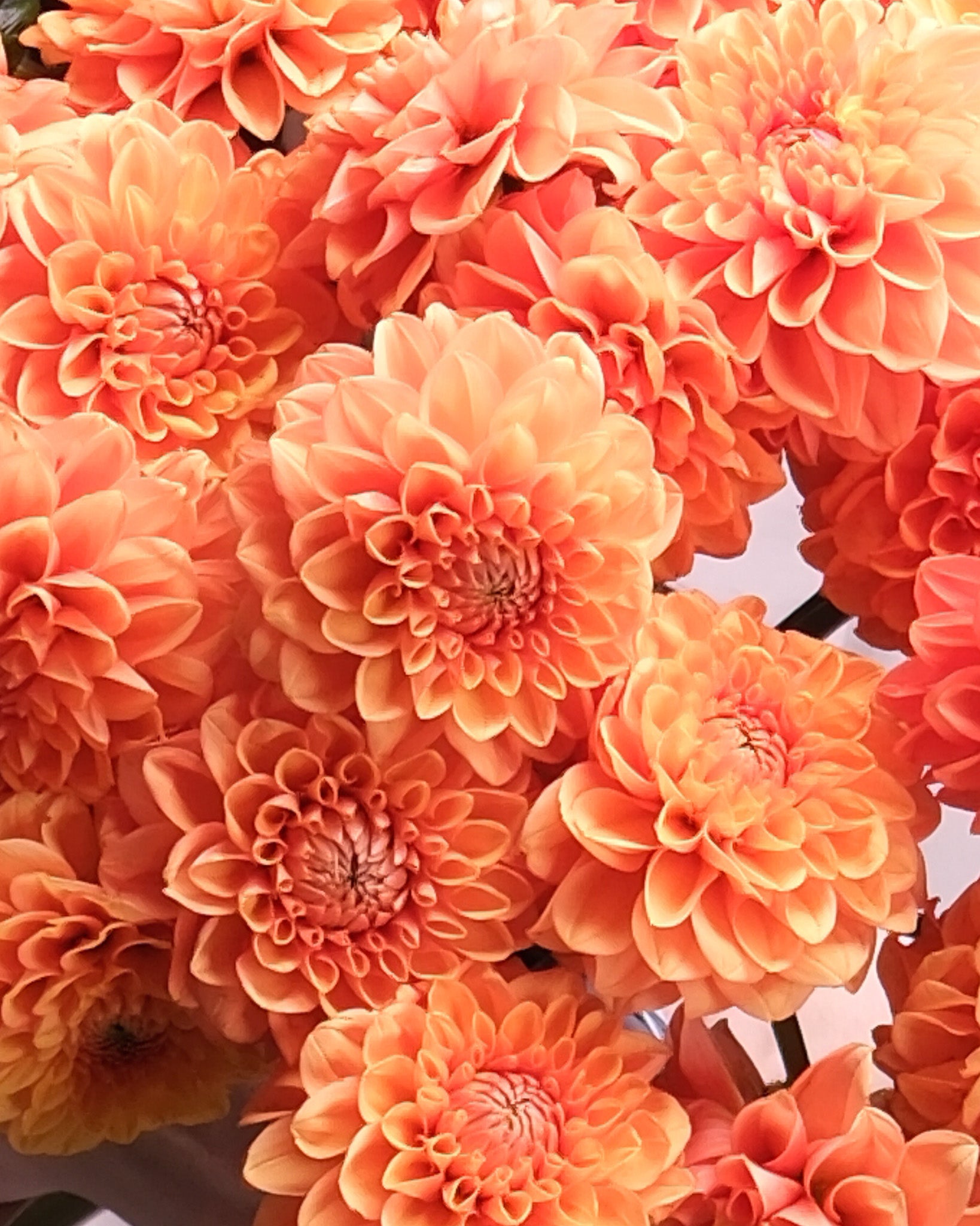 Orange Dahlias Bouquet