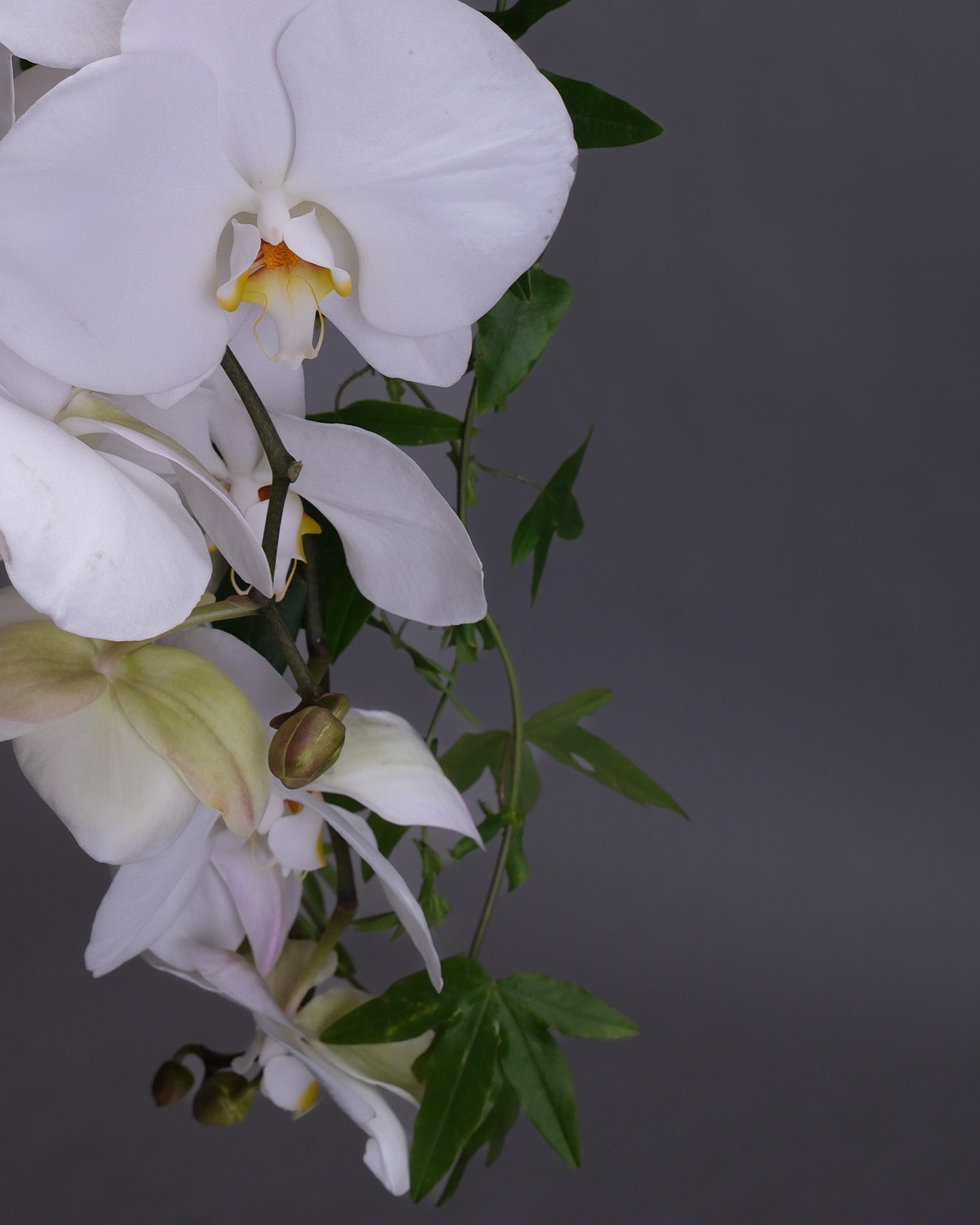 White orchids with green leaves on a dark background