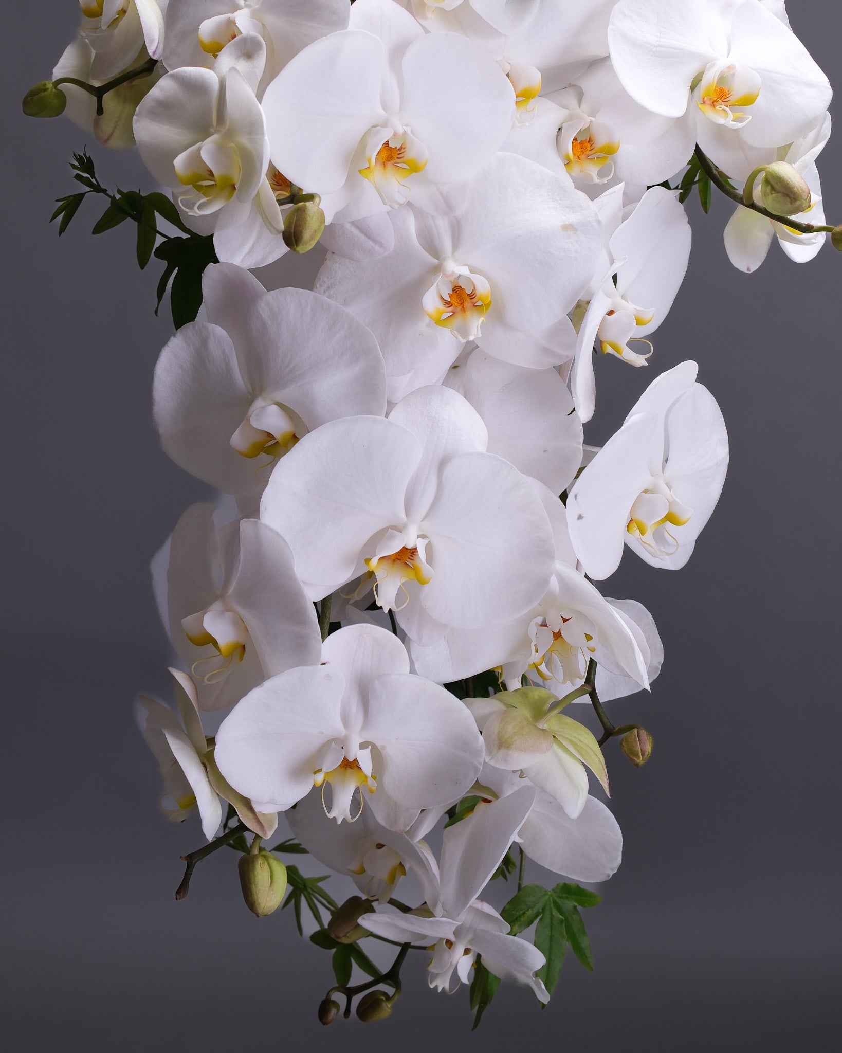 Close-up of white orchids with a dark gray background