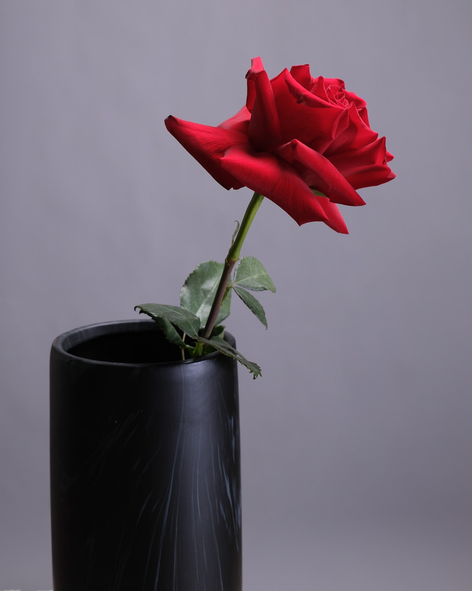 Red rose in a black vase against a gray background