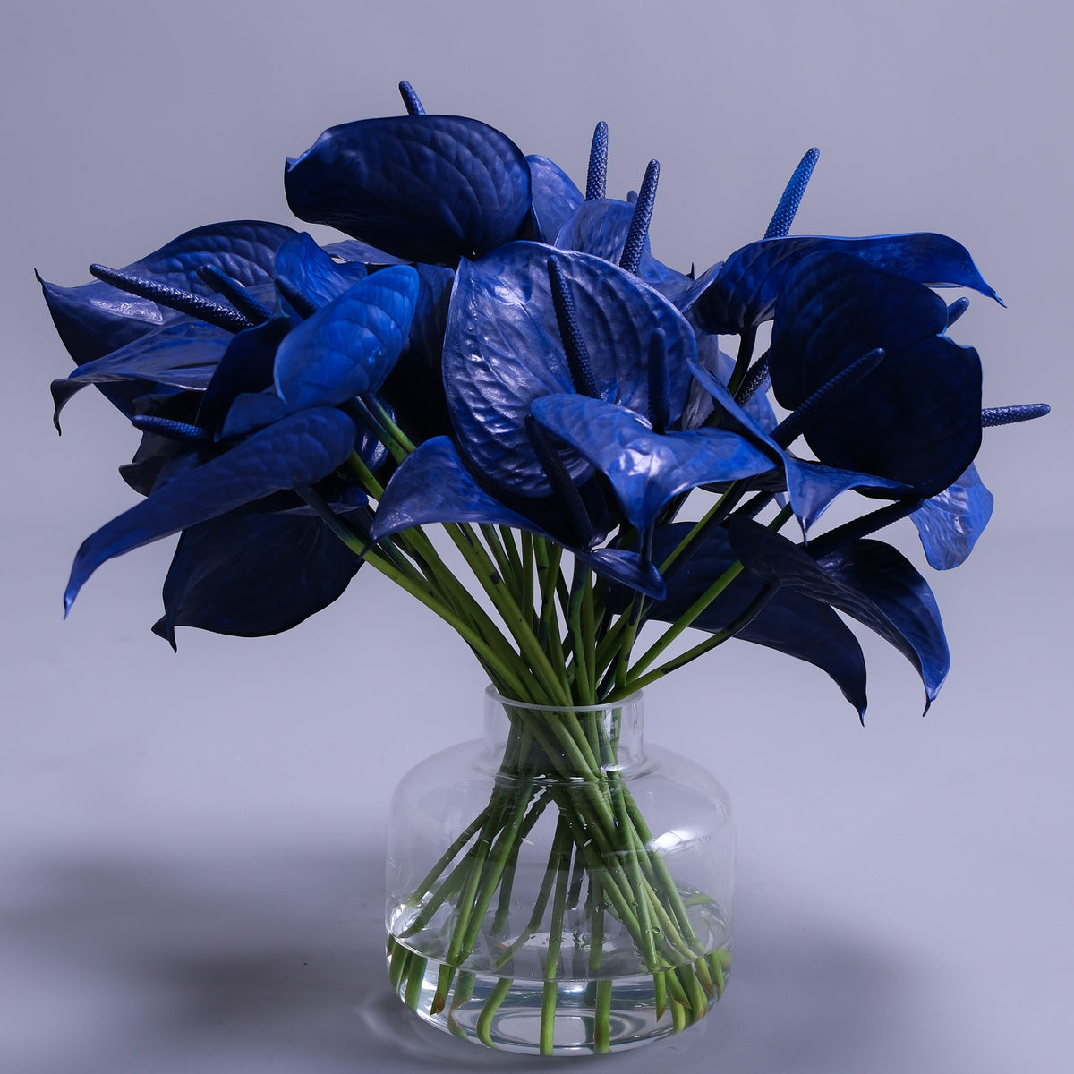 Royal Blue Anthurium Arrangement | Luxury Blue Flowers