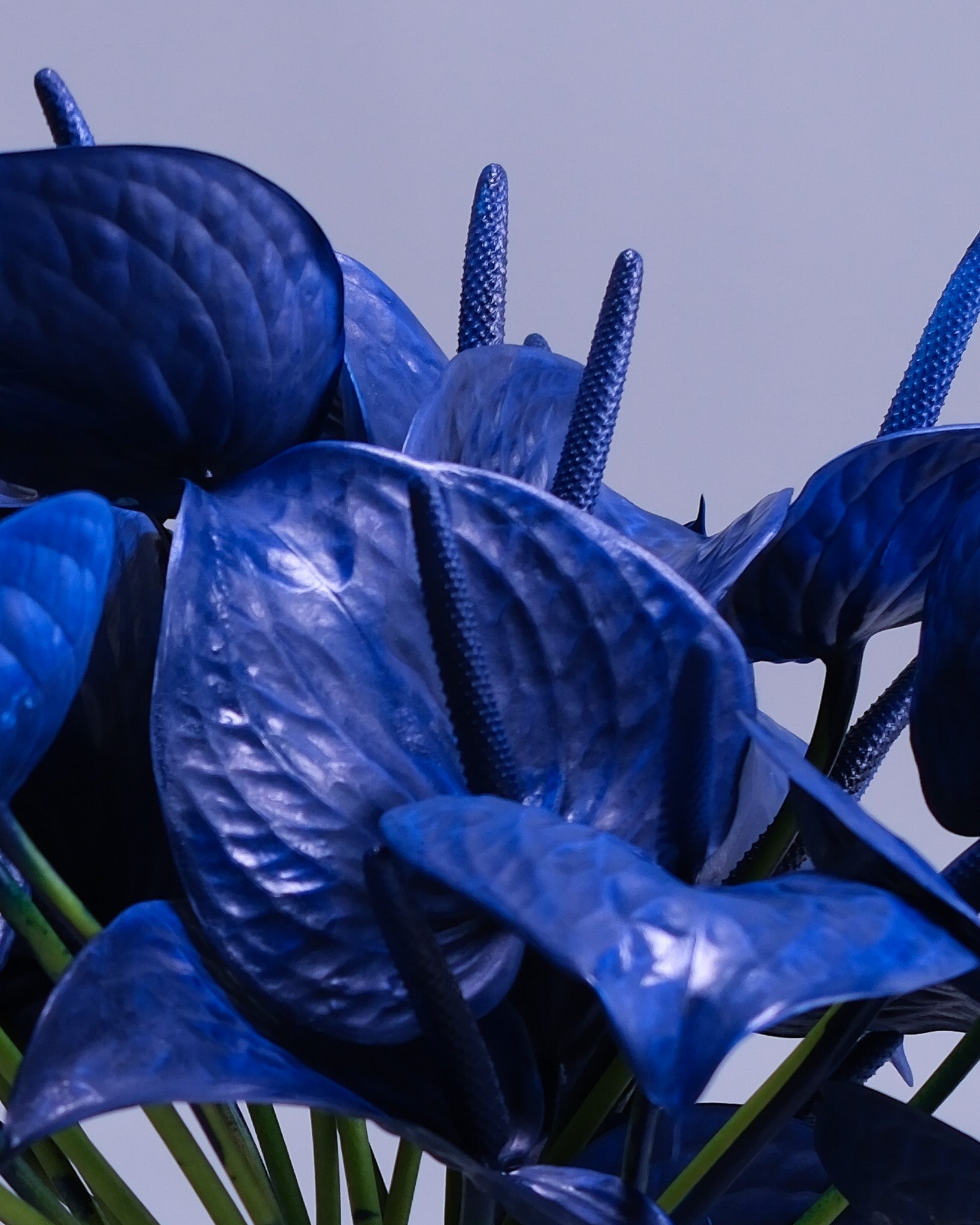 Royal Blue Anthurium