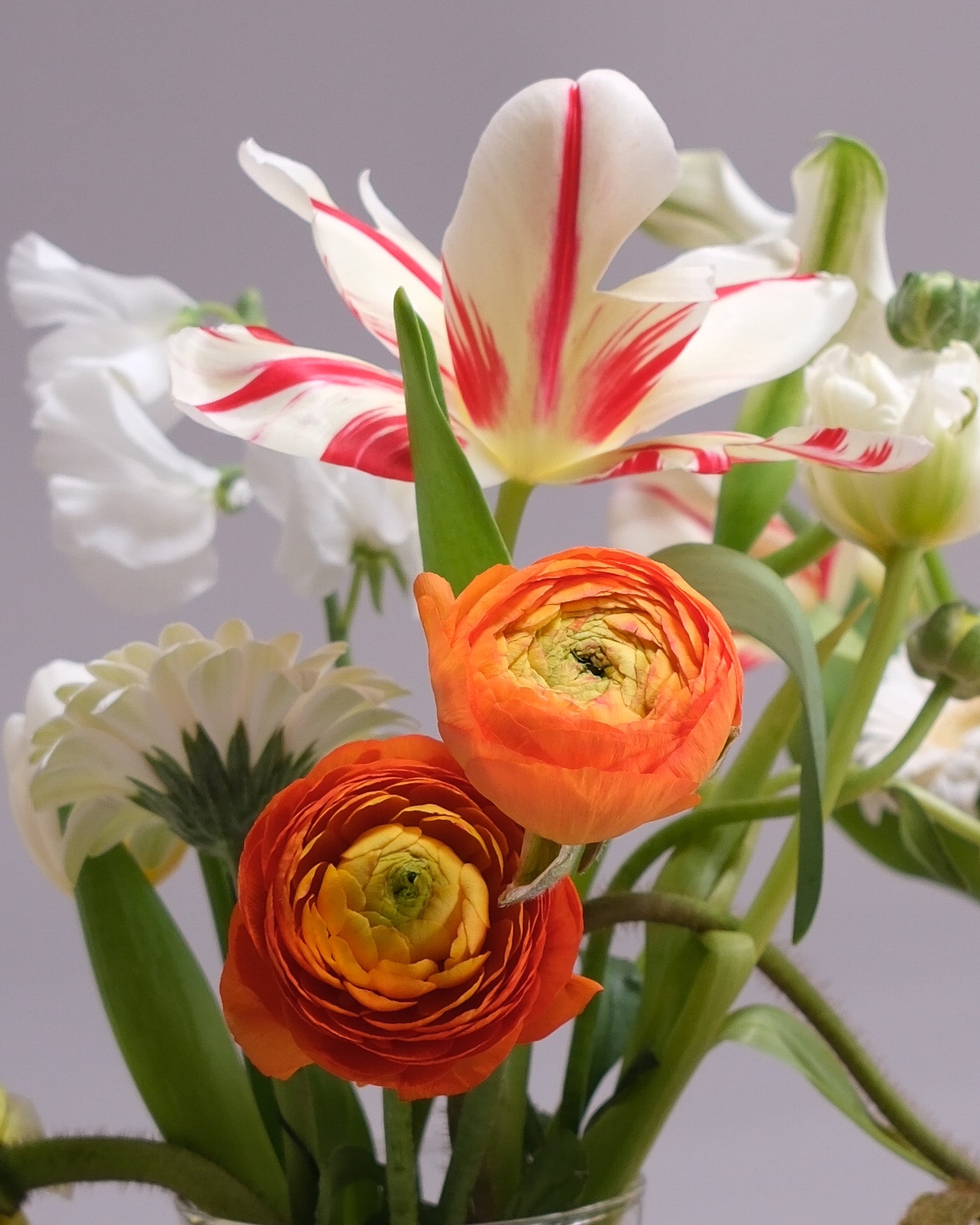 Bouquet of flowers including tulips and ranunculus with a gray background