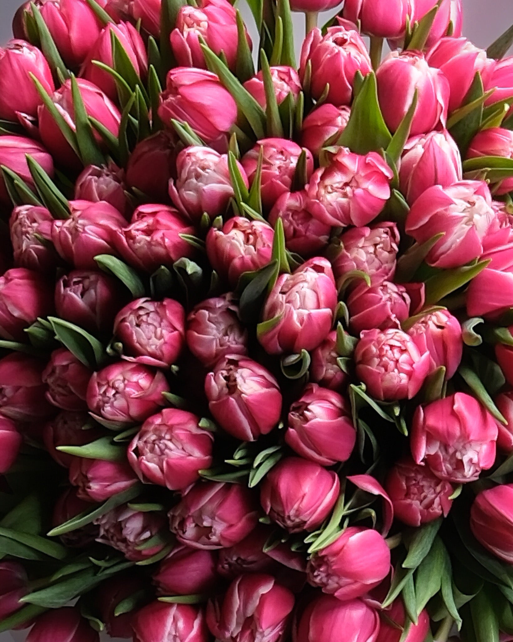 Large Pink Tulip Bouquet | Send tulips by Flower Icon