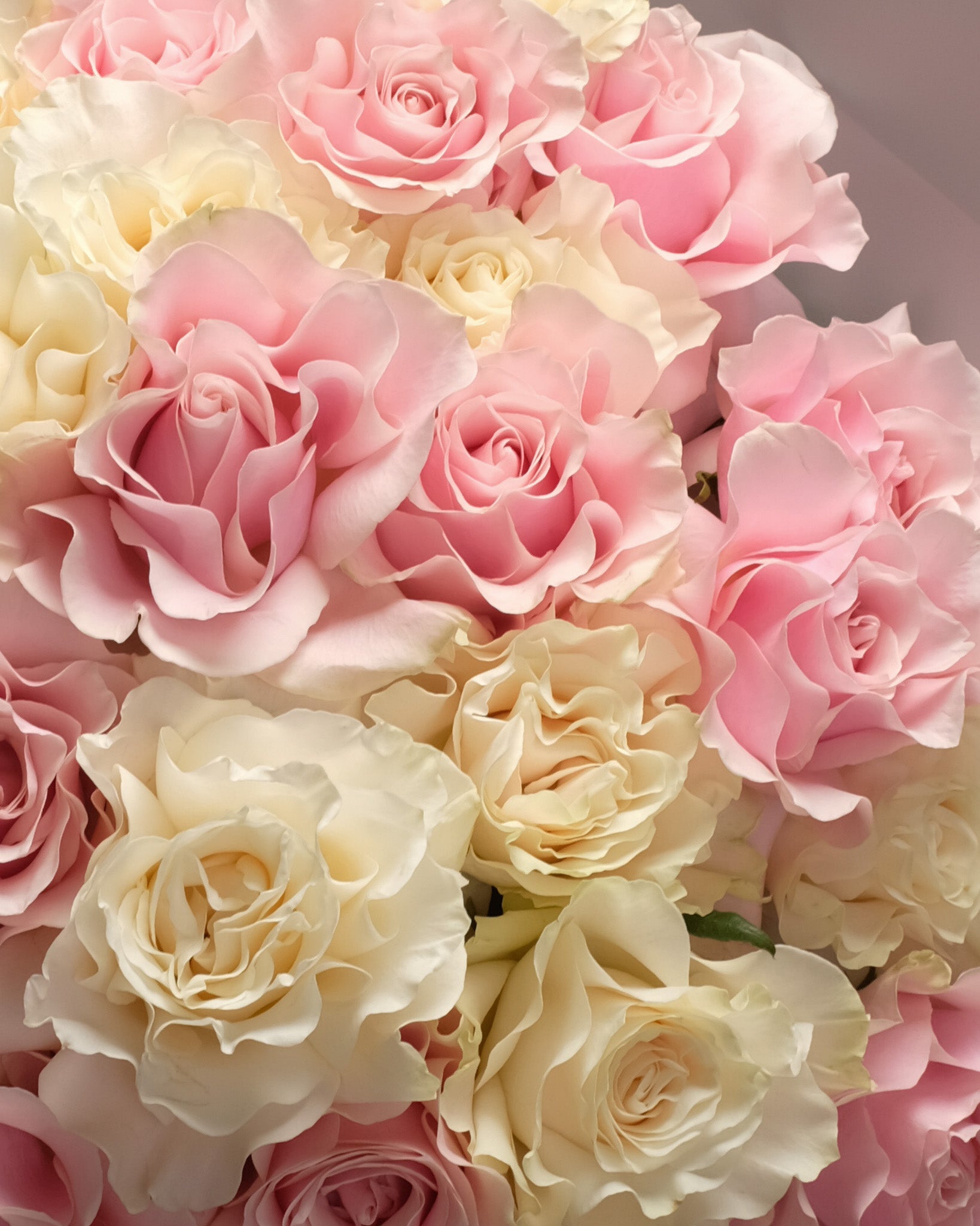 Sugarcloud bouquet of French White and Pink Roses