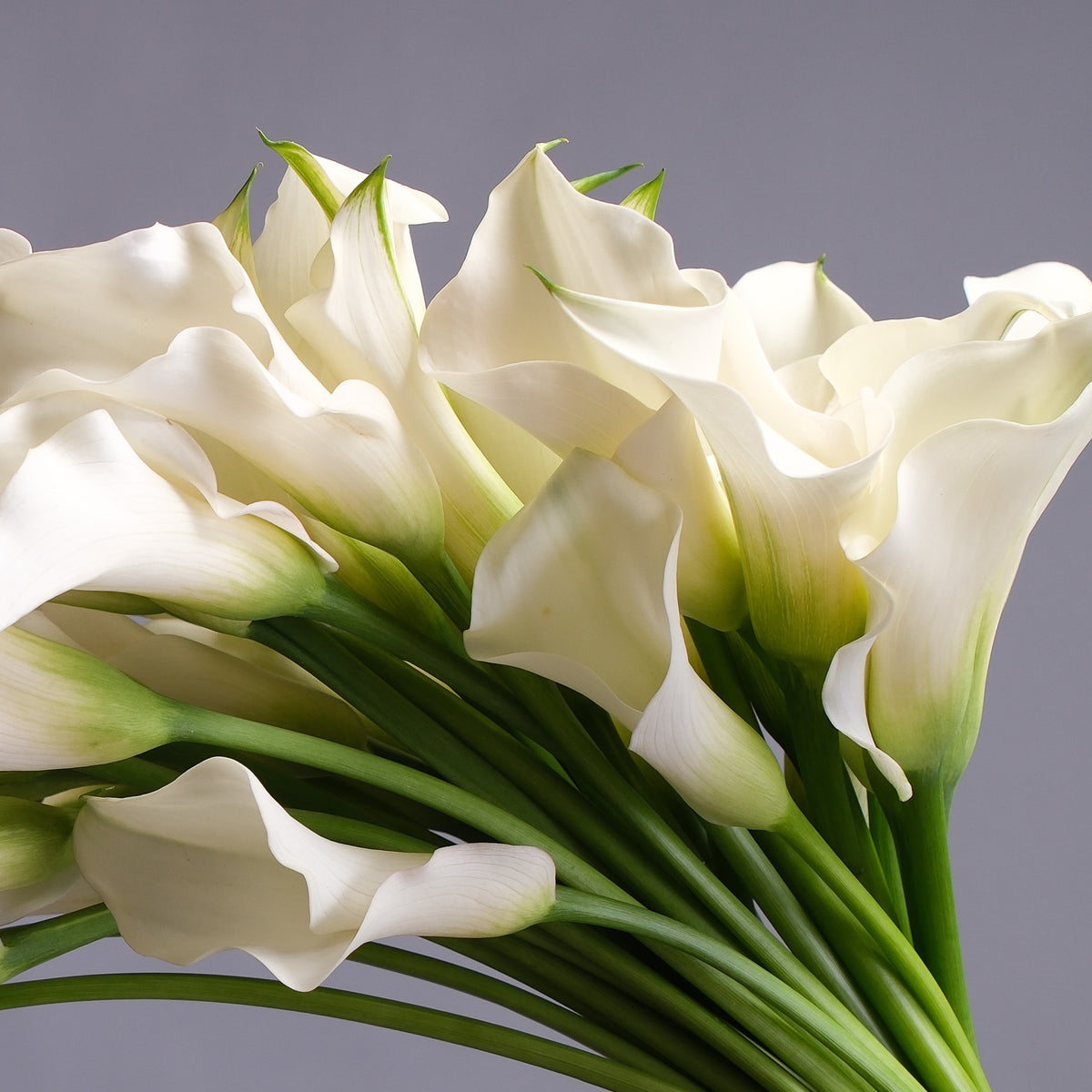 Calla lilies| Send flowers SF and Bay Area| Flower Icon