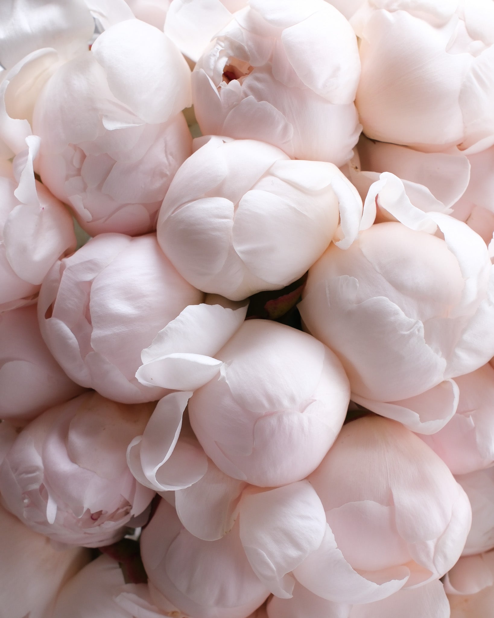 Extra Large Blush Peonies Bouquet