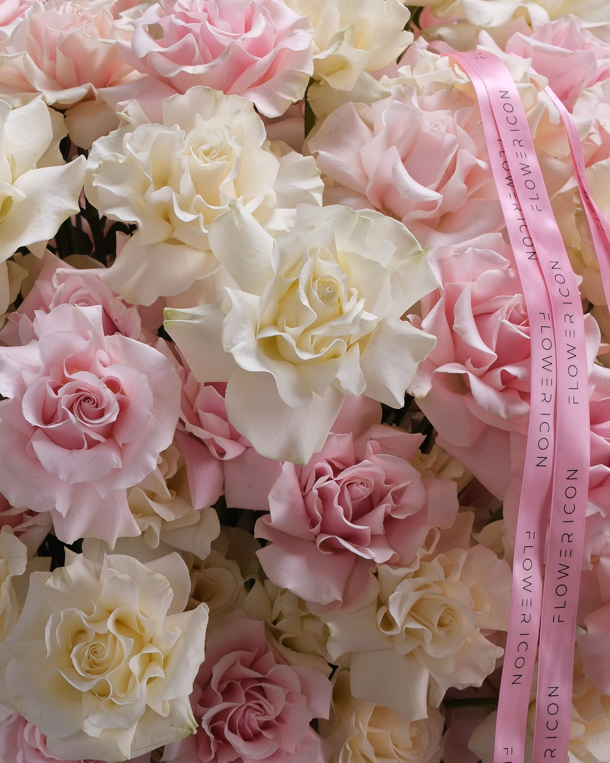 Close-up of ruffled blush pink and cream white French roses