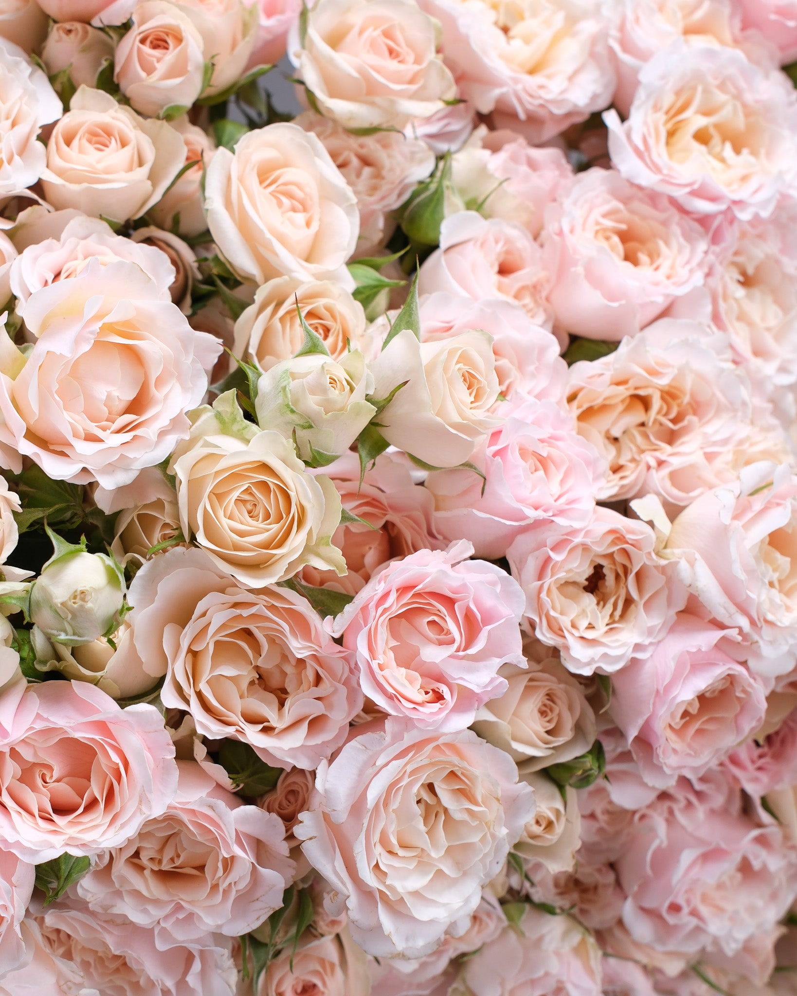 Champagne Hour — Cream & Blush Spray Rose Bouquet