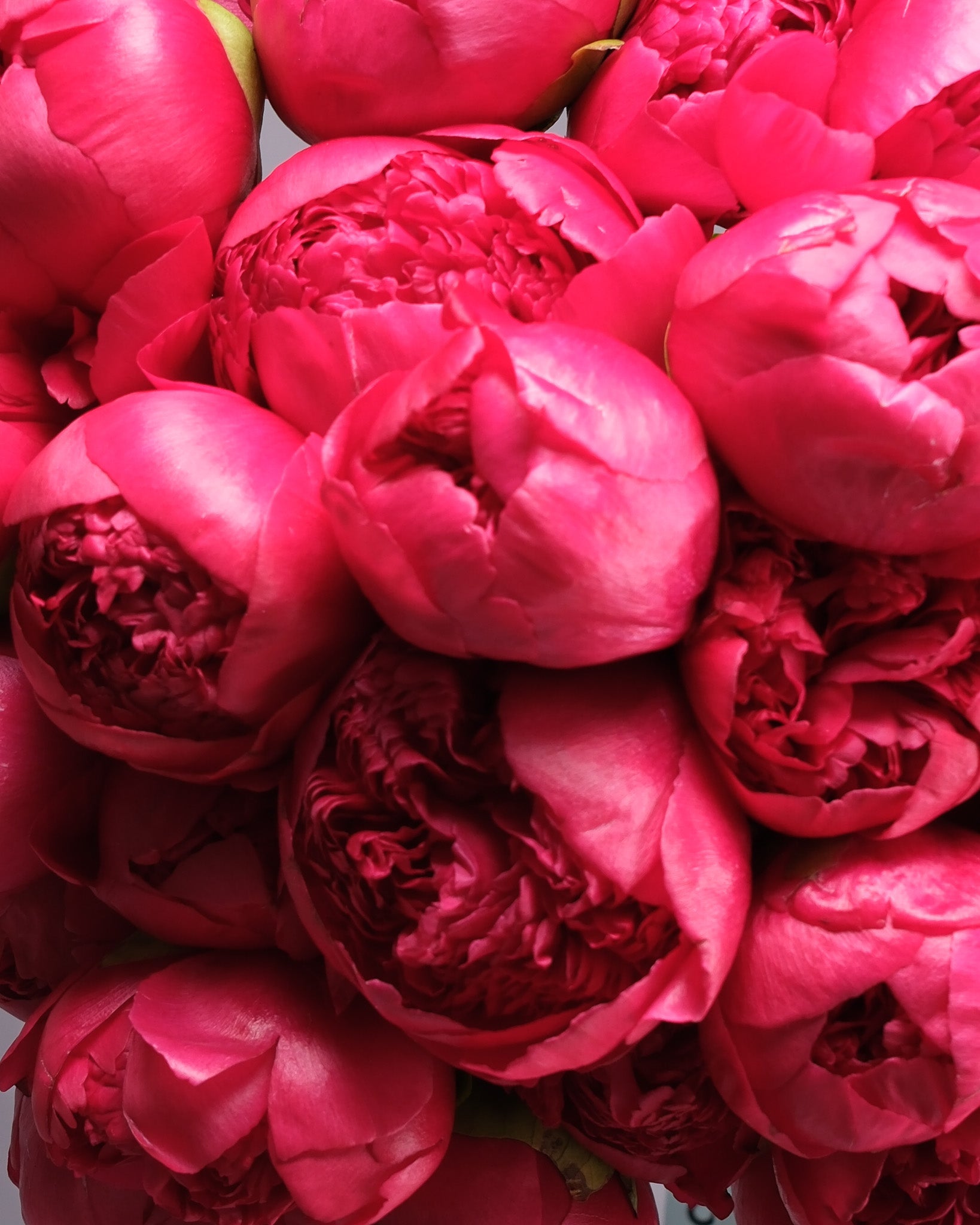 Extra Large Hot Pink Peonies Bouquet