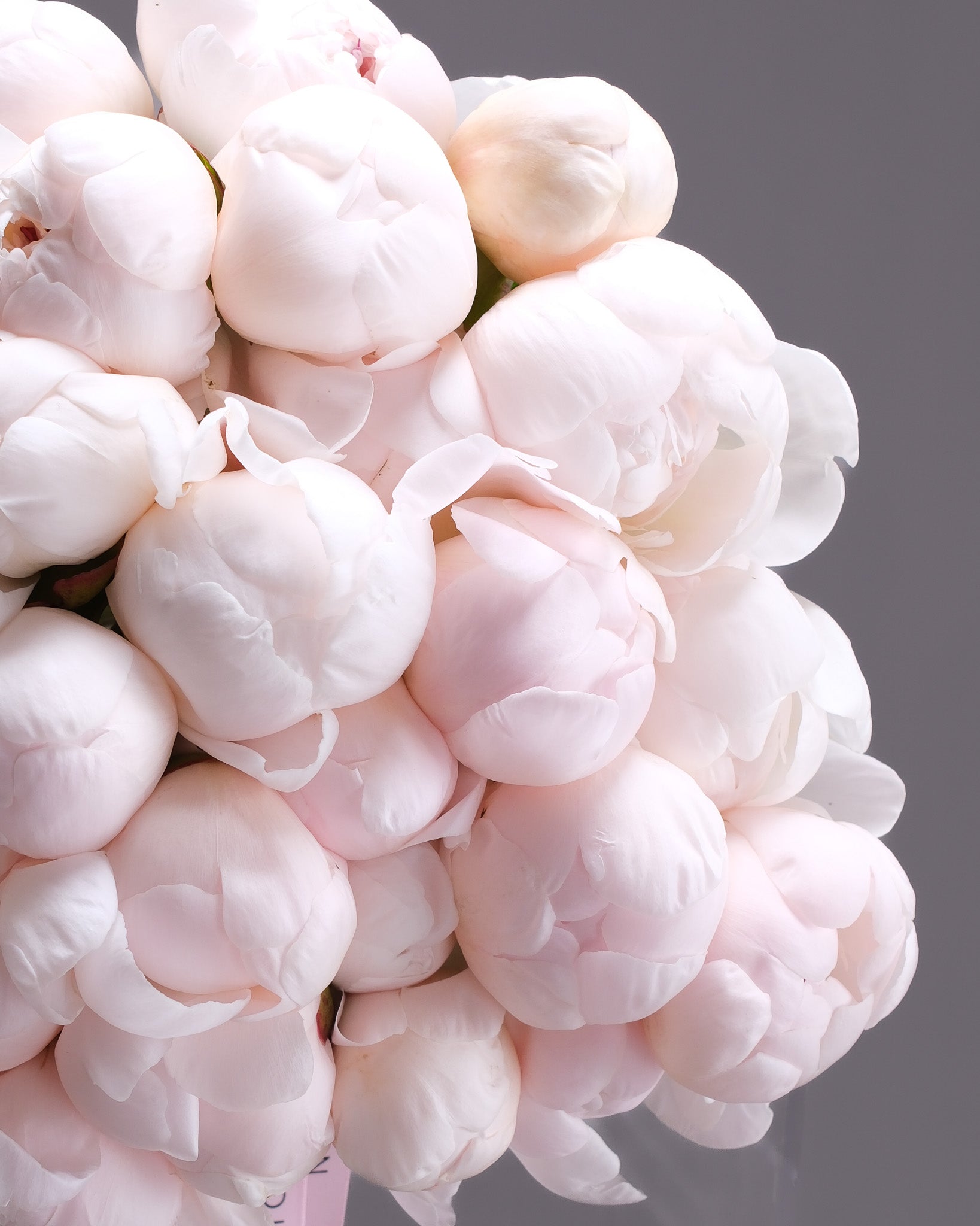 Extra Large Blush Peonies Bouquet