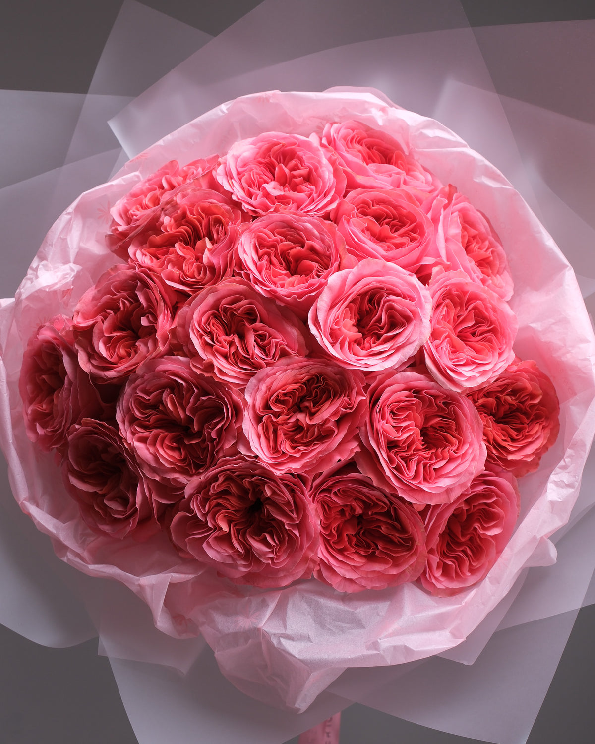 Pink Garden Roses