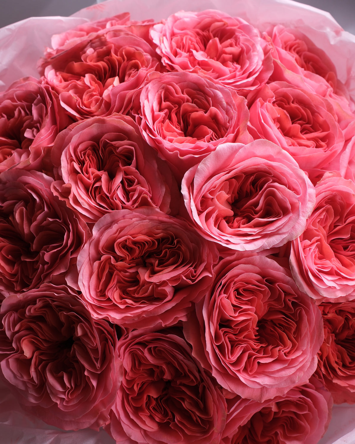 Pink Garden Roses