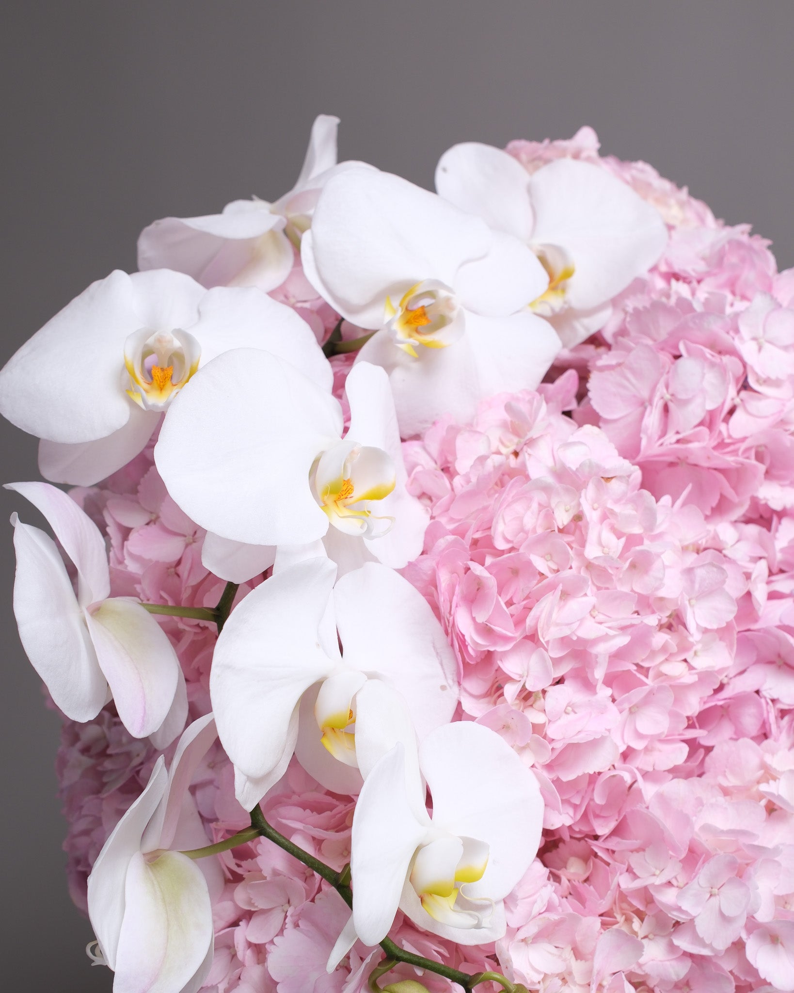Pink Hydrangeas and Orchid: Blush Cloud Arrangement