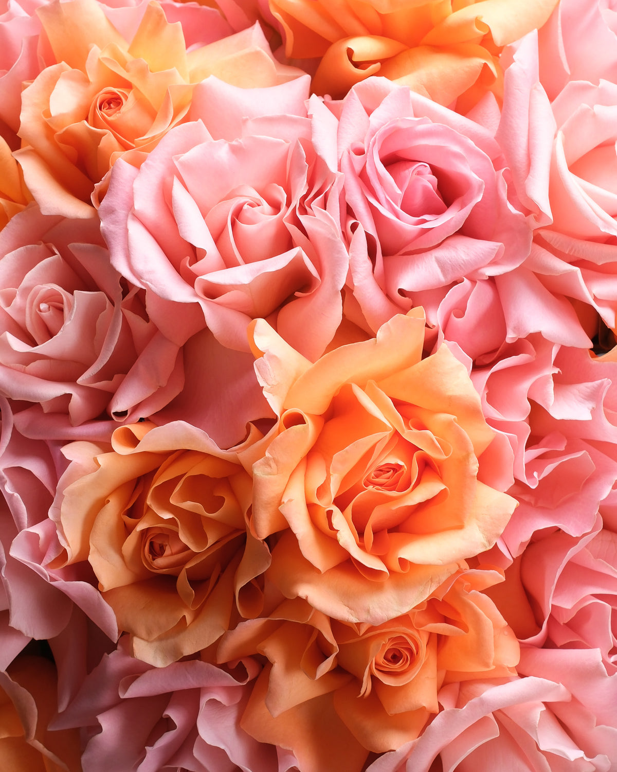 Pink & Peach Roses