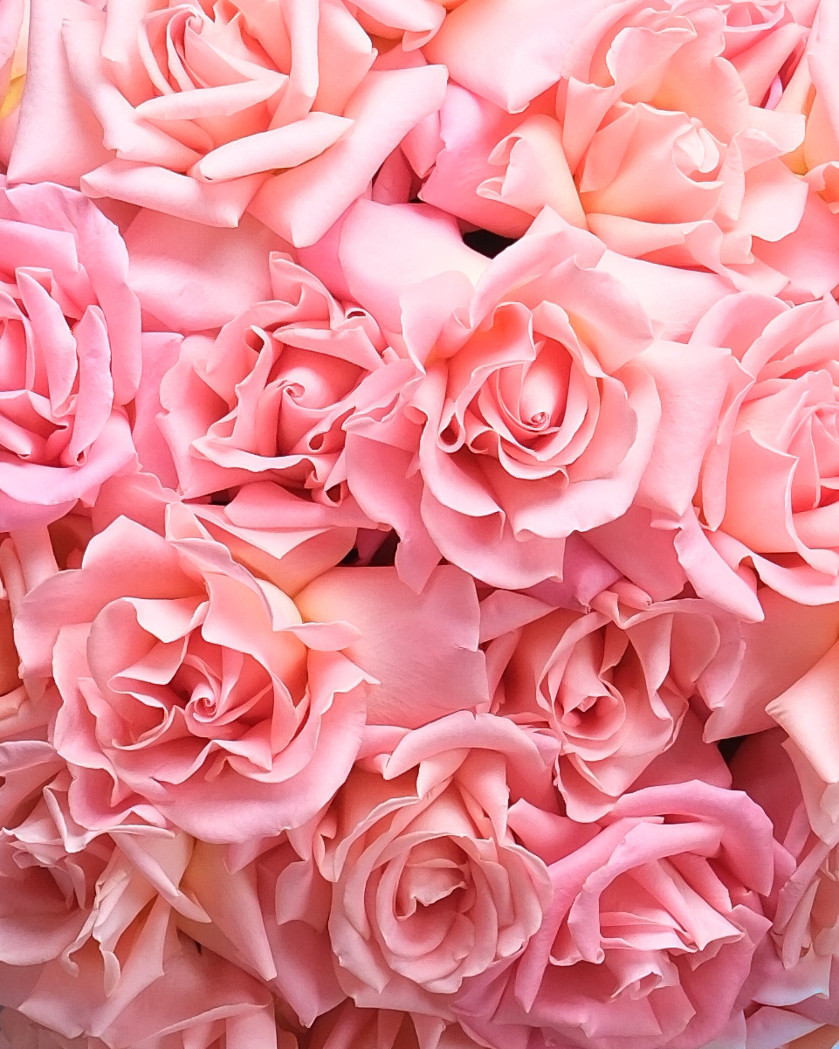 Pink Roses: Blush Ombre