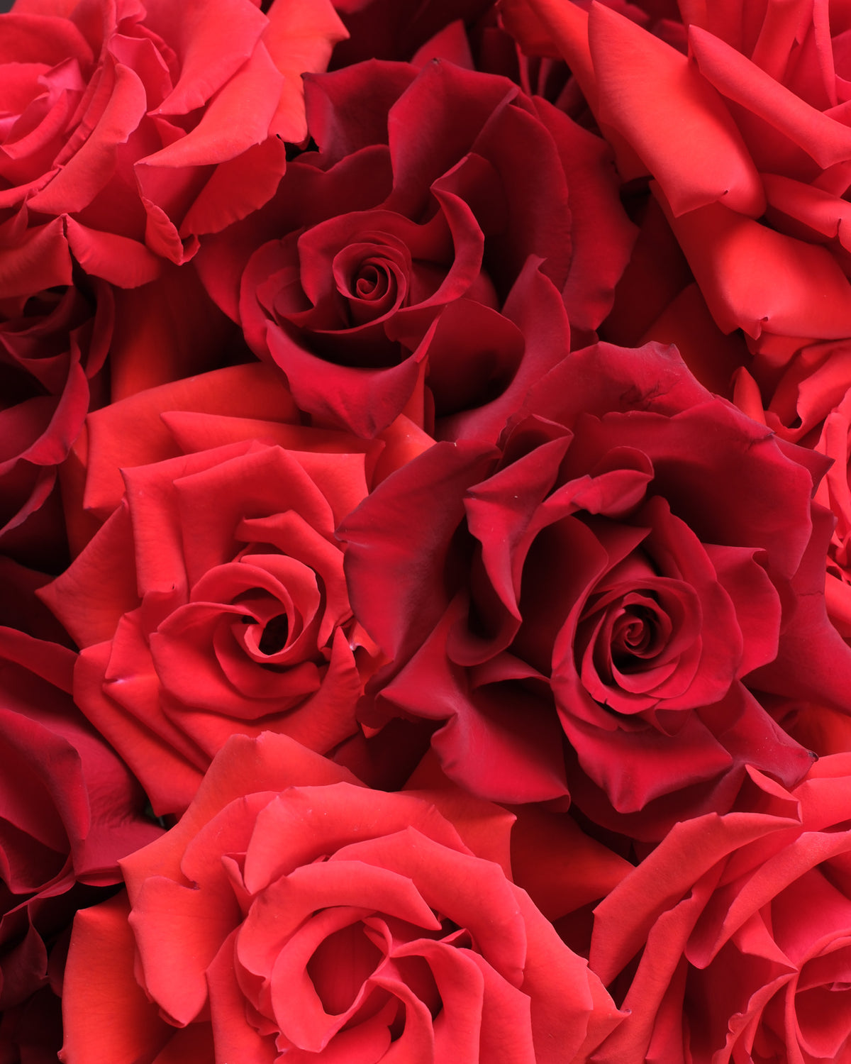 Red Roses: Mixed Varieties