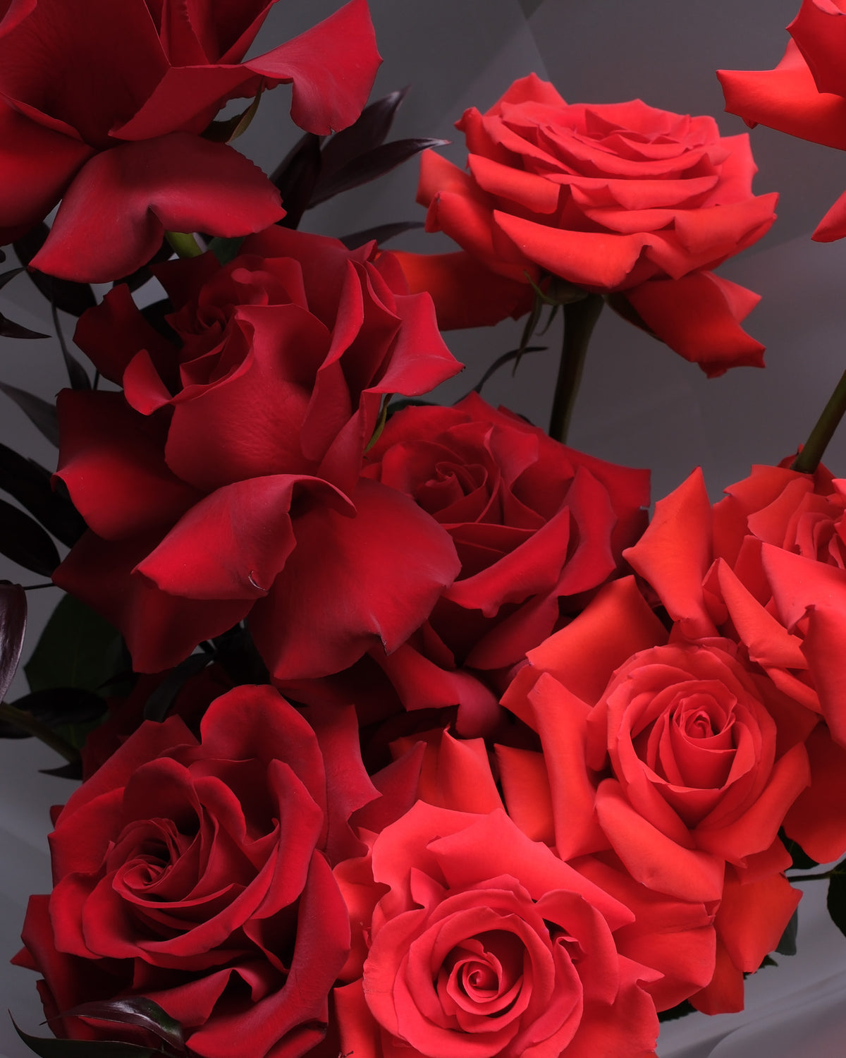 Rouge Noir — Red Roses & Burgundy Foliage