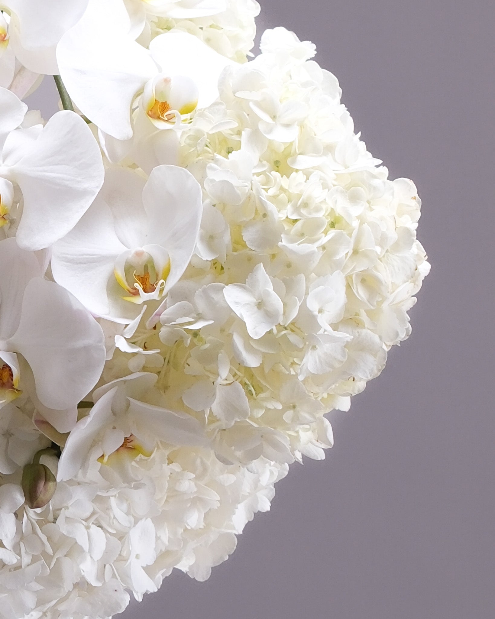 White Hydrangeas and Orchid: Pure Icon Arrangement