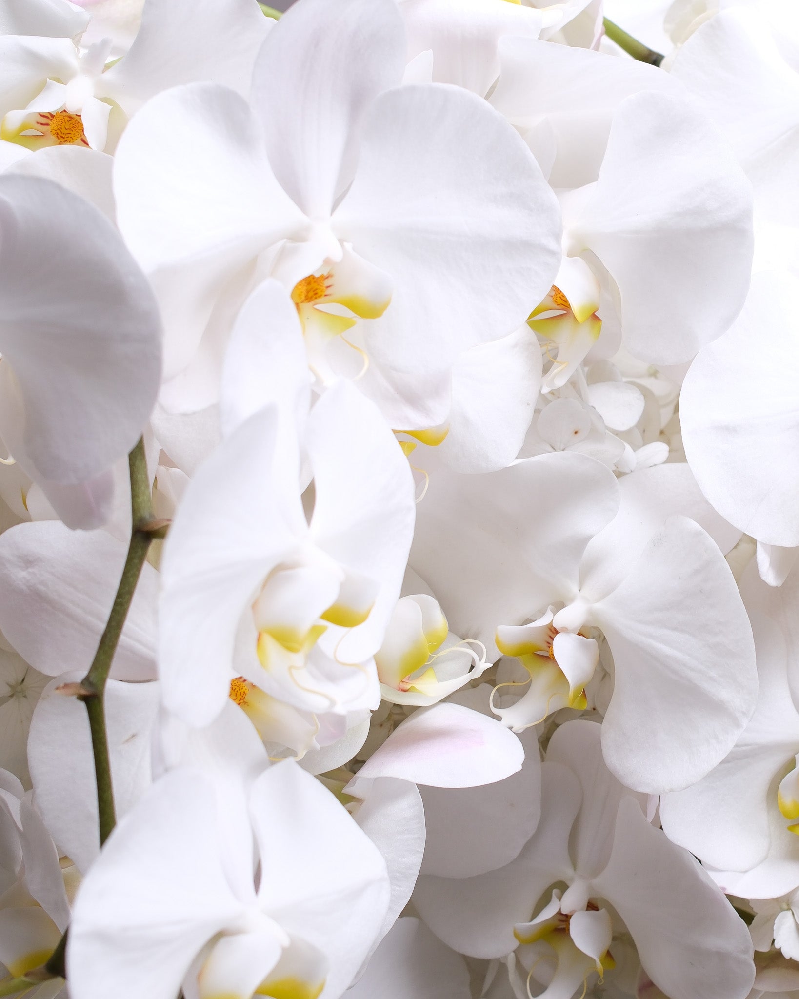 White Hydrangeas and Orchid: Pure Icon Arrangement
