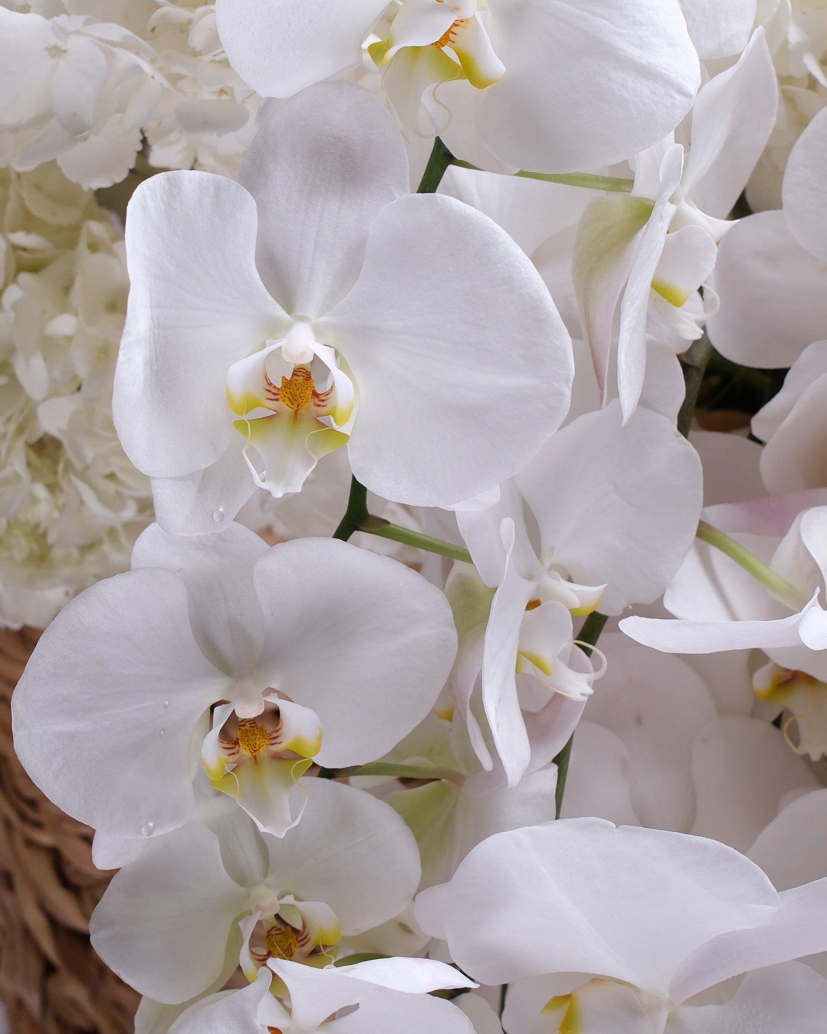 Alabaster — White Orchid & Hydrangea Cascade Basket